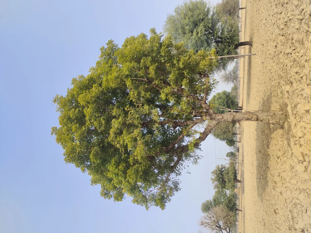 State Tree: Neem