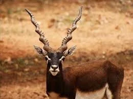 State Animal: Blackbuck