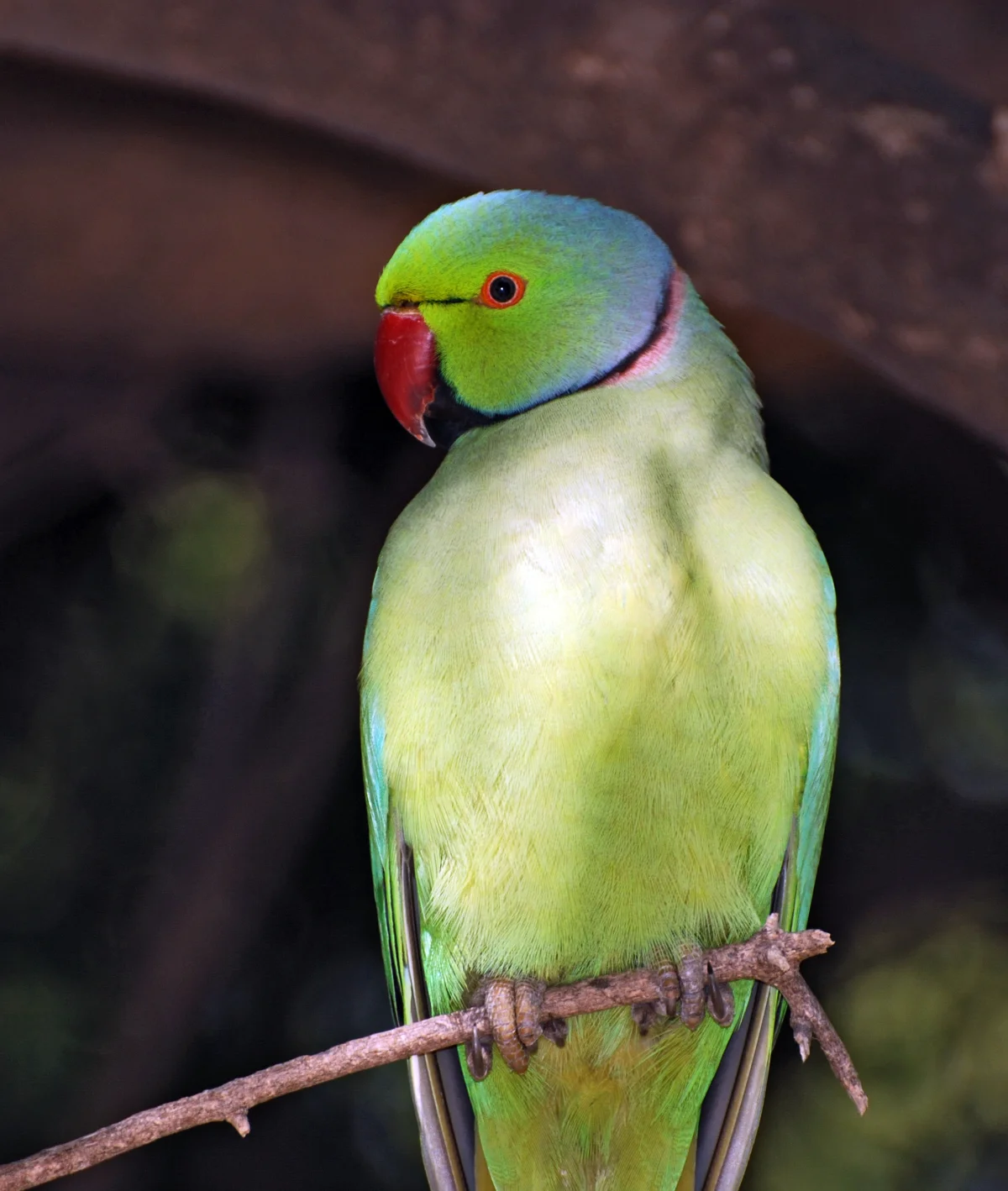 State Bird: Rose-Ringed Parakeet