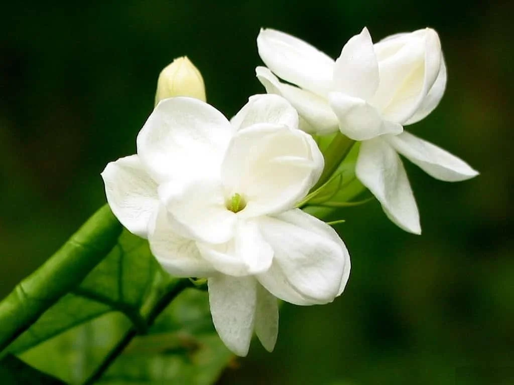 State Flower: Jasmine