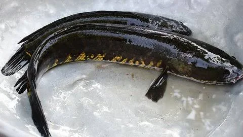 State Fish:  Snakehead