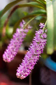 State Flower: Foxtail Orchid