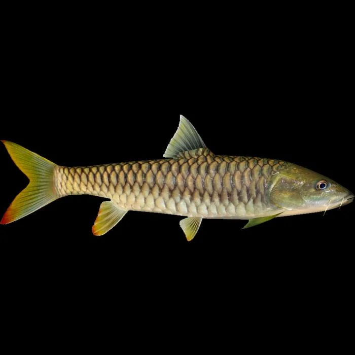 State Fish: Golden Mahseer