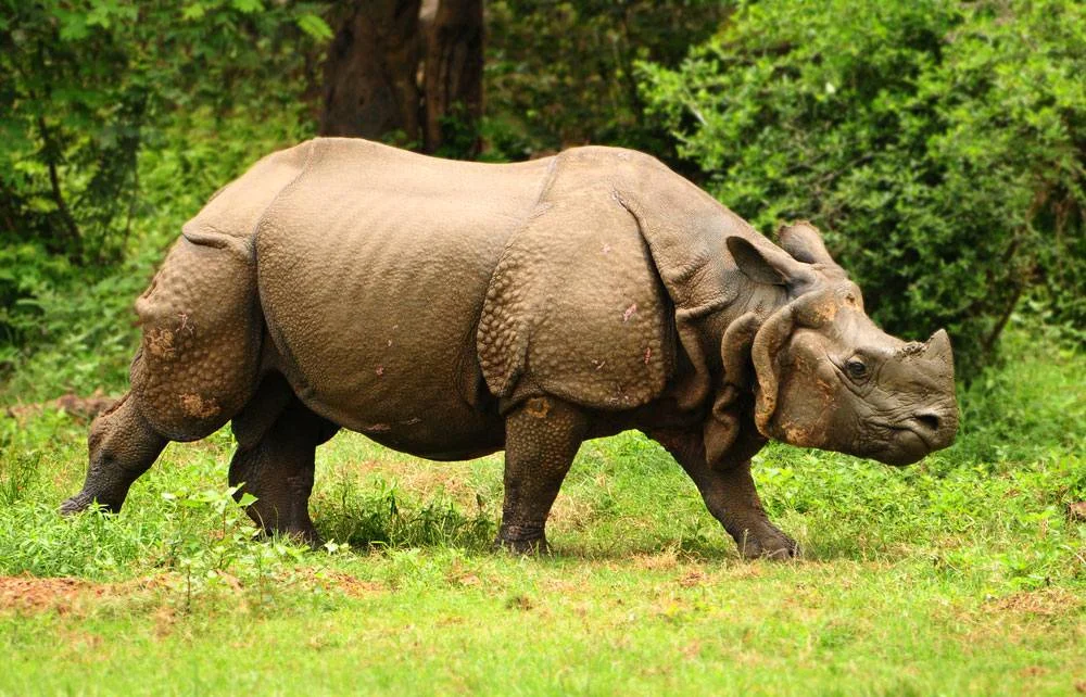 State animal : Indian rhinoceros