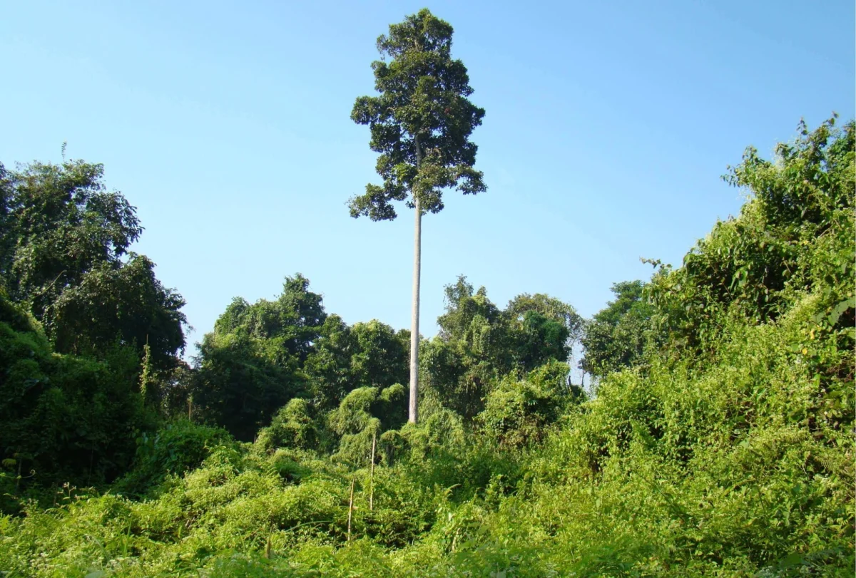 State tree : Hollong