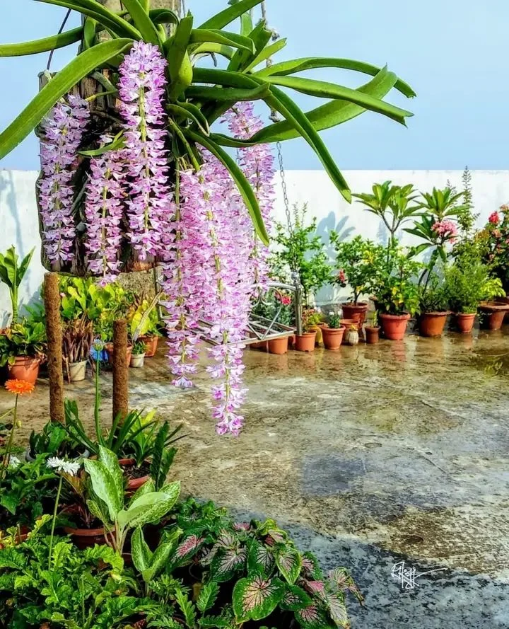 State flower: Foxtail Orchid