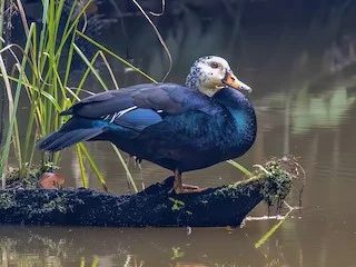 State bird : White winged wood duck