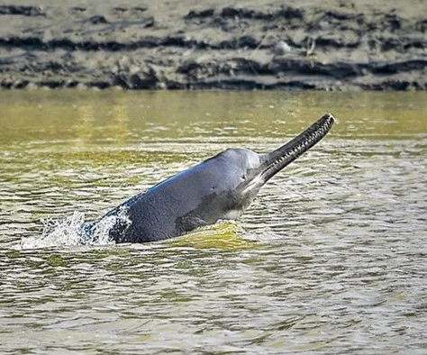 State aquatic animal : Ganges river dolphin