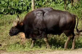 State Animal: Gaur (Mithun)