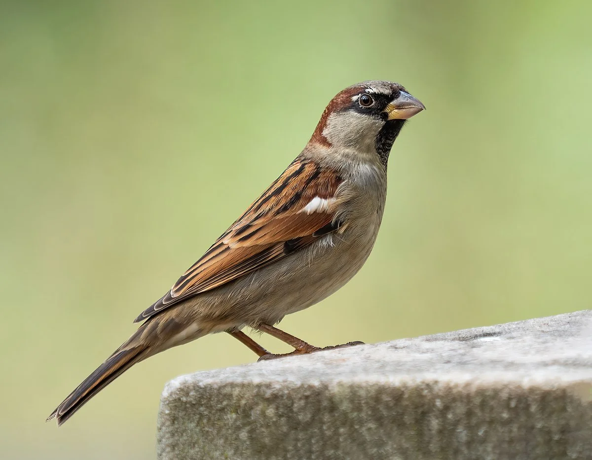 State Bird: House Sparrow