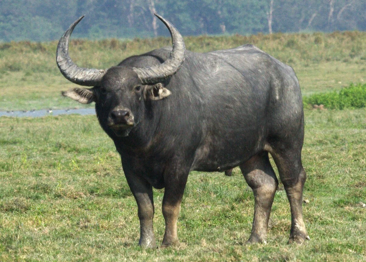State Animal: Van Bhainsa