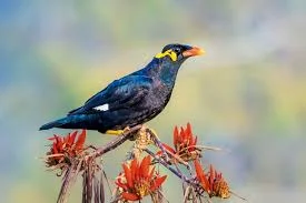 State Bird: Pahari Myna