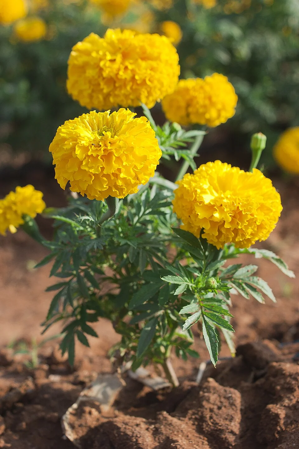 State Flower: Marigold 