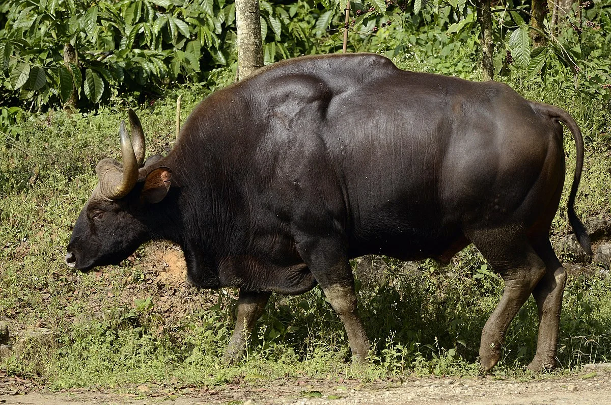 State Animal:  Gaur 