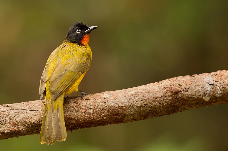 State Bird:Flame-throated bulbul