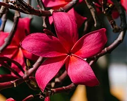 State Flower: Frangipani