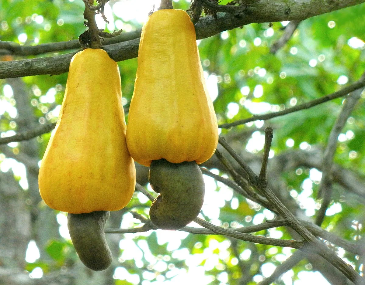 State Fruit: The cashew