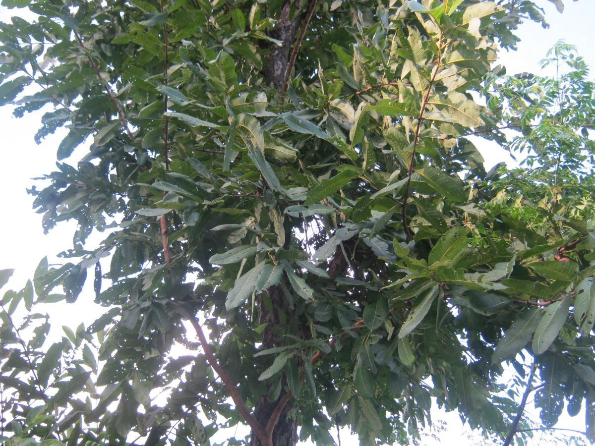 State Tree: Indian laurel