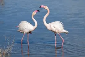 State Bird: Greater Flamingo
