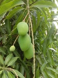 State Tree: Mango Tree