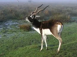State Animal: Blackbuck  