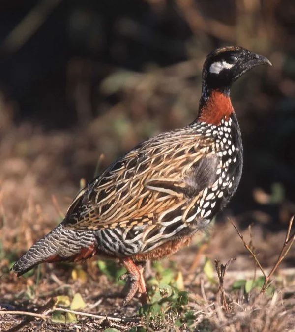 State Bird: Black Francolin 