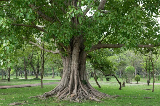 State Tree: Peepal 