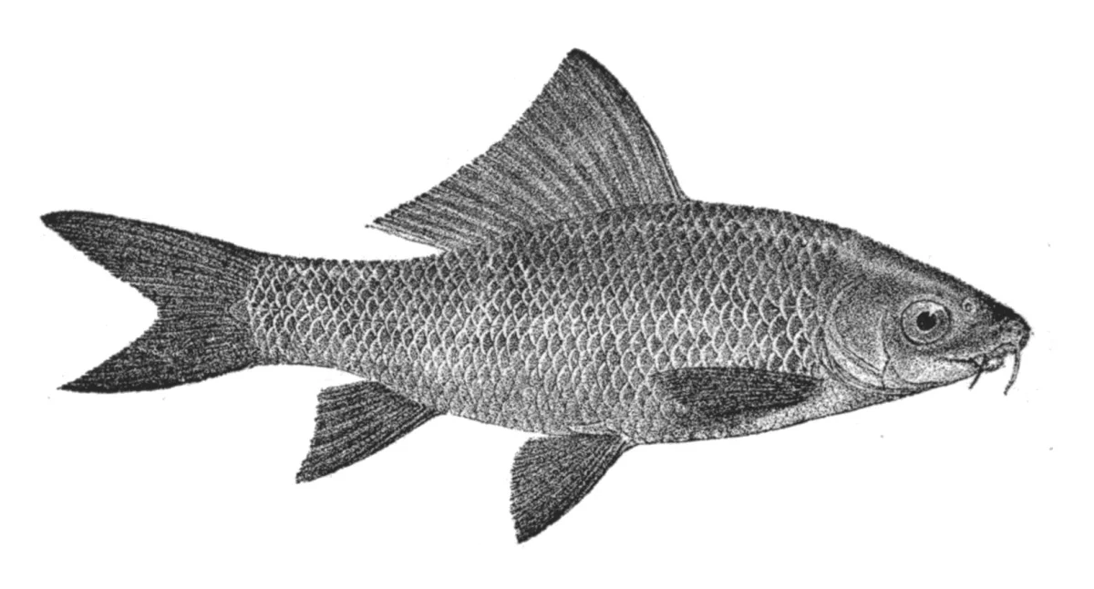 State Fish: Orangefin labeo 