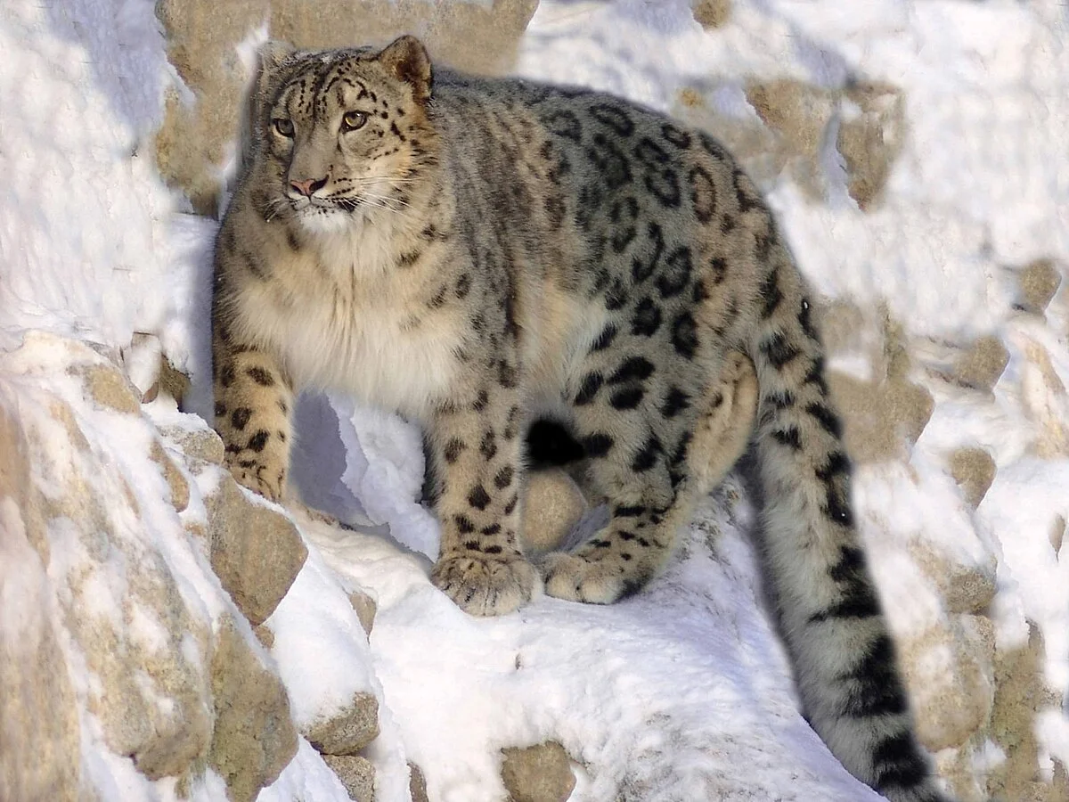 State Animal: Snow Leopard