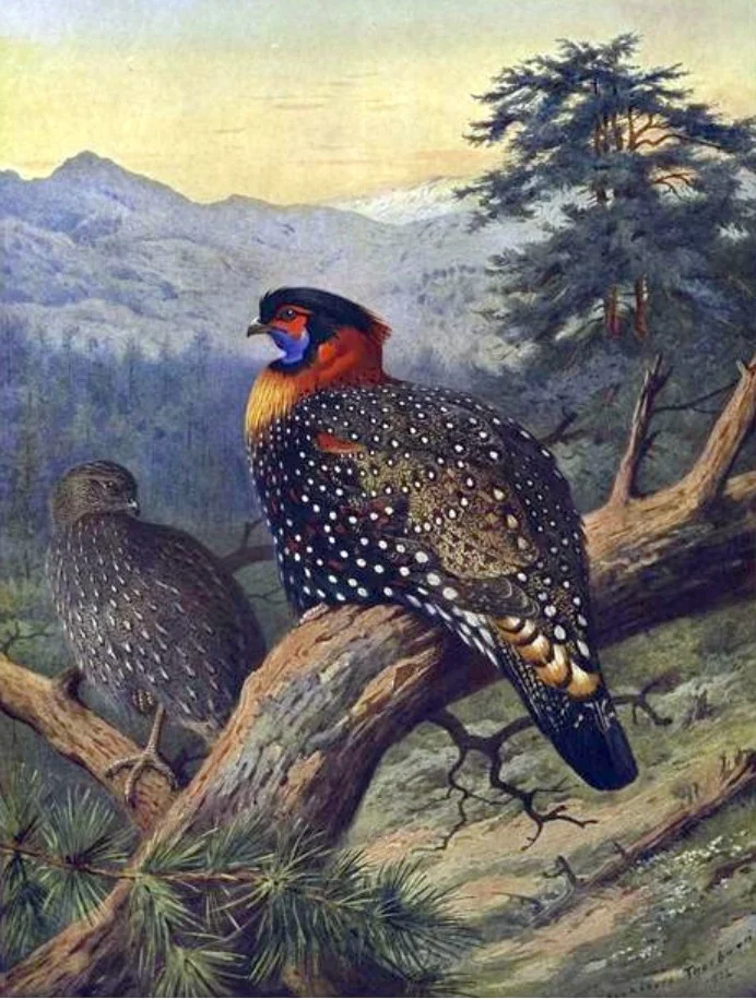 State Bird: Western Tragopan