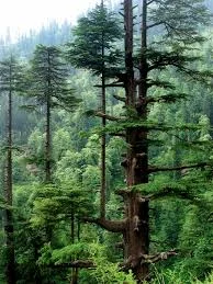 State Tree: Deodar Cedar