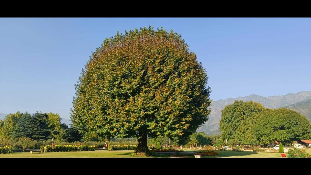 State Tree: Chinar