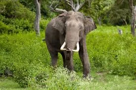 State Animal: Asian Elephant