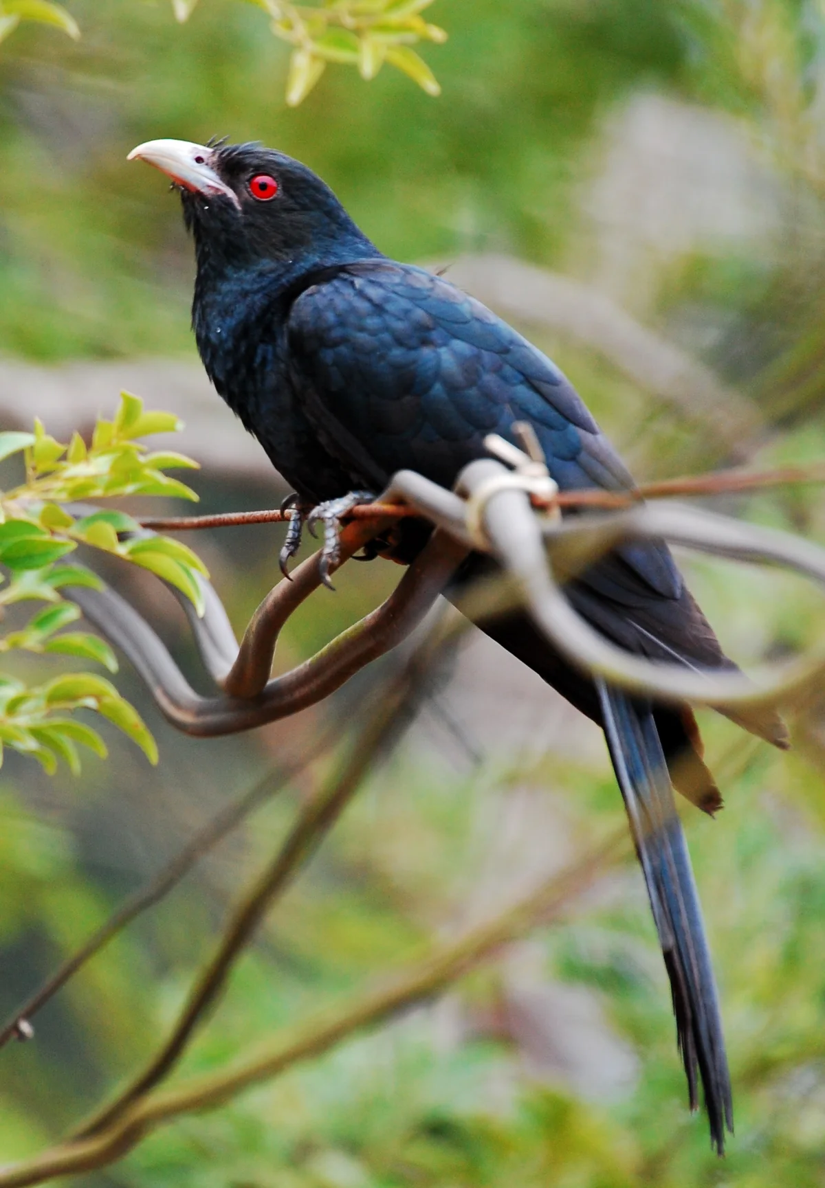 State Bird: Asian Koel