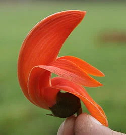 State Flower: Palash