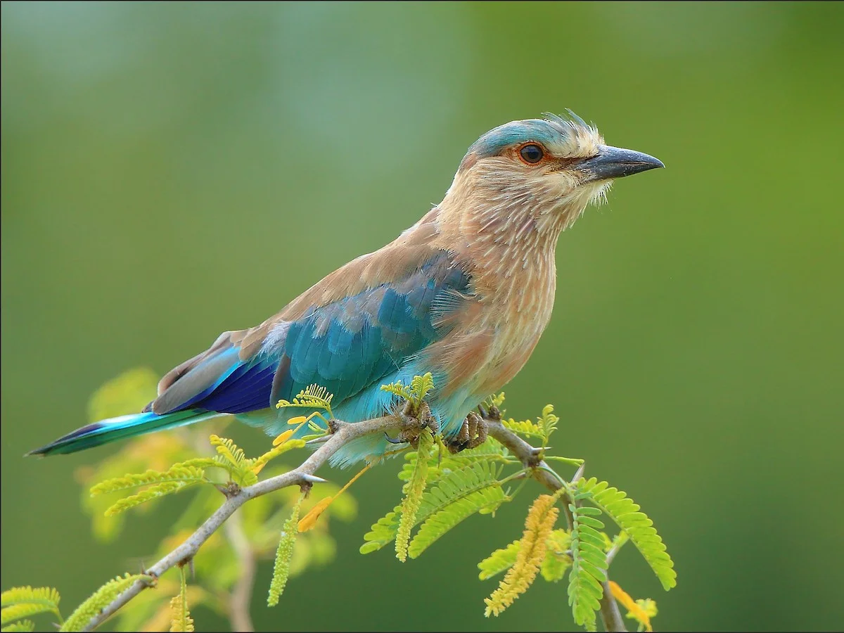 State Bird: Indian Roller