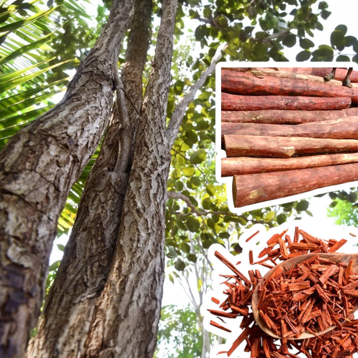 State Tree: Sandalwood