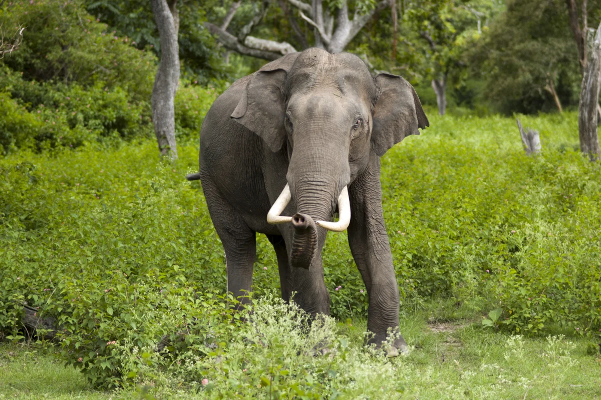 State Animal: Asian Elephant