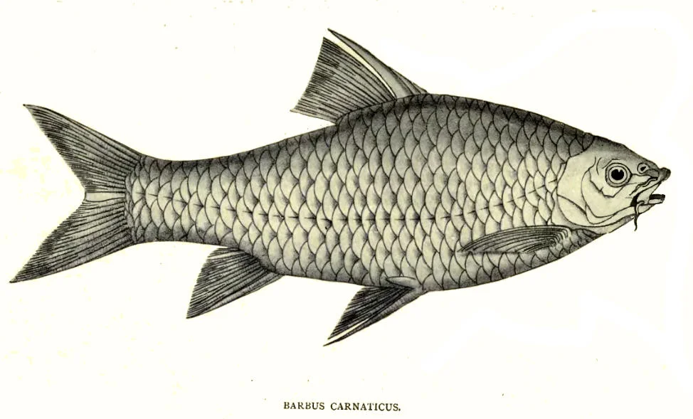 State Fish: Carnatic Carp