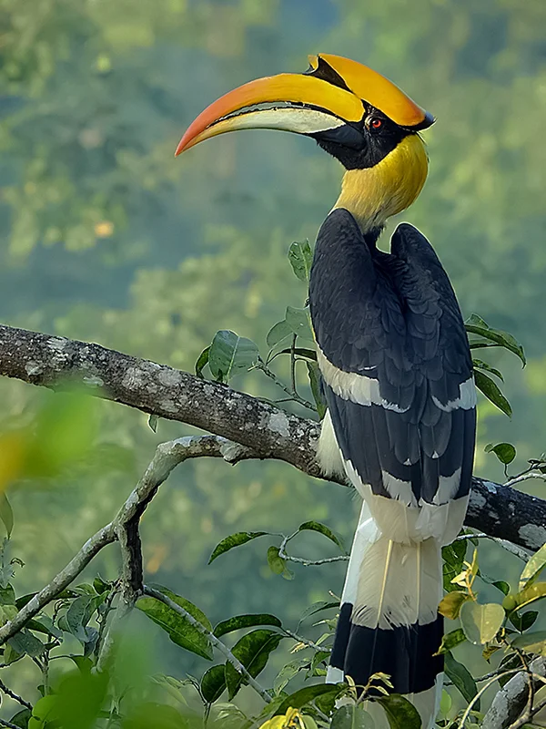 State Bird: Great Hornbill