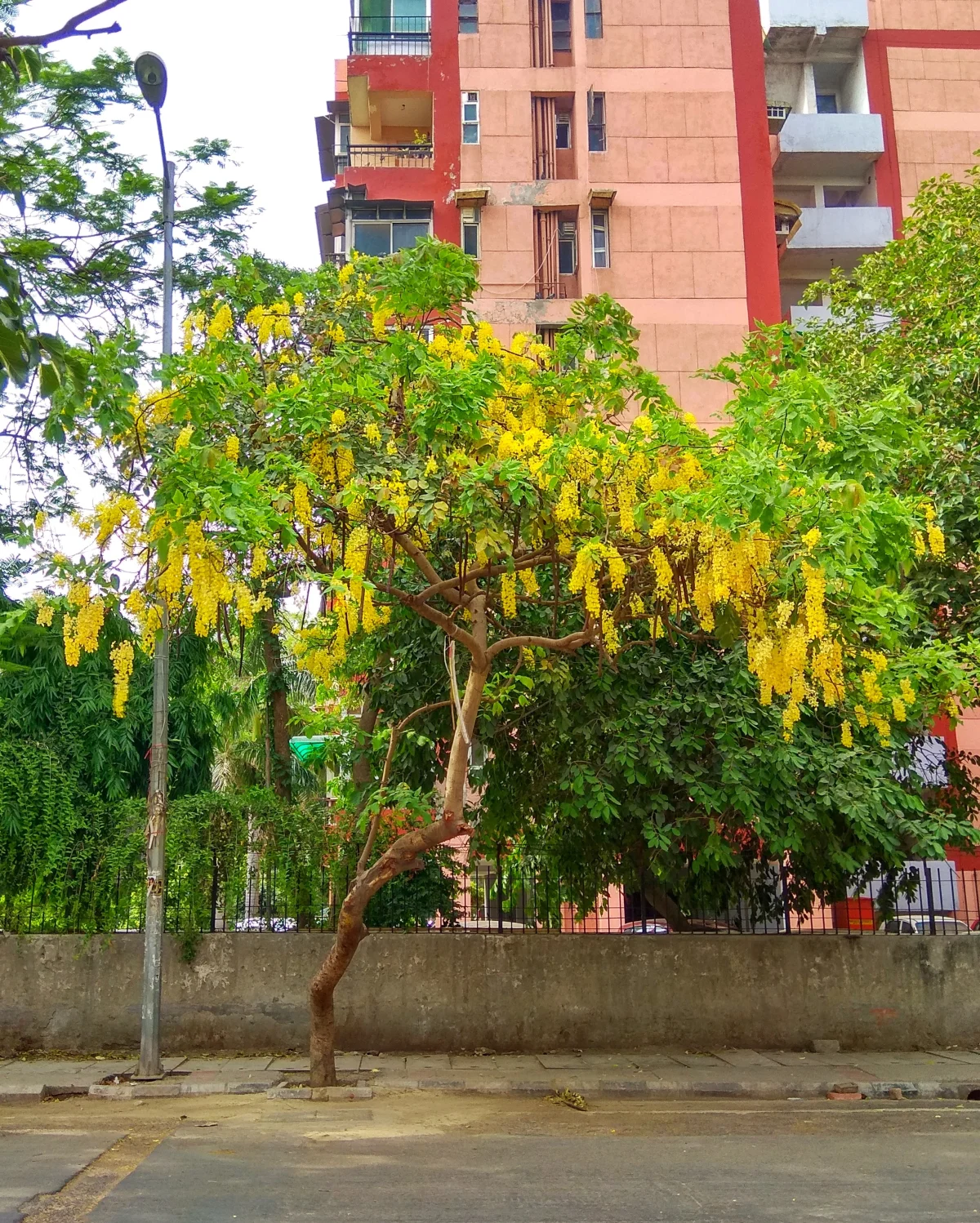 State Flower: Golden Shower Tree or Indian Laburnum