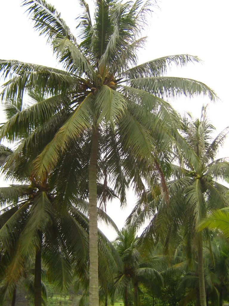 State Tree: Coconut Tree
