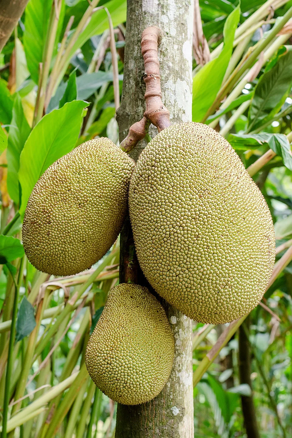 State Fruit: Jackfruit