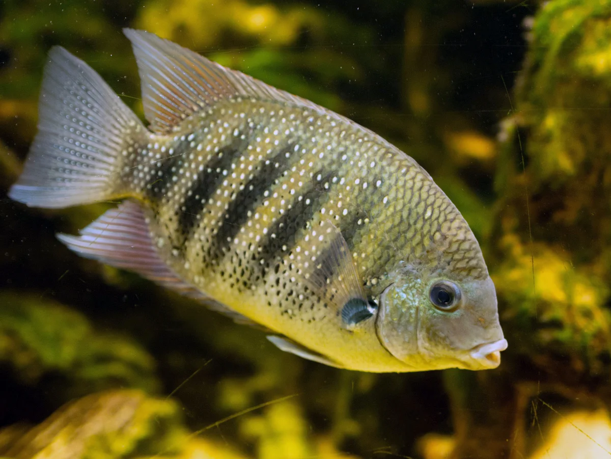 State Fish: Green Chromide