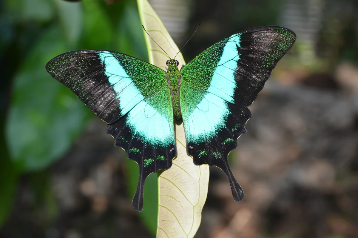 State Butterfly: Malabar Banded Peacock