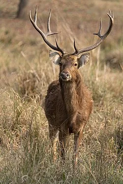 State Animal: Barasingha 