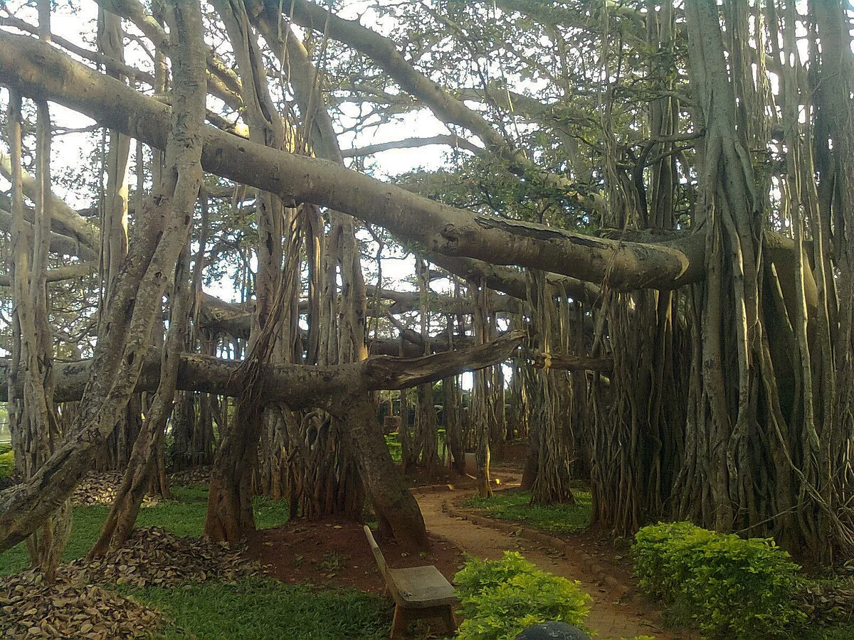 State Tree: Banyan