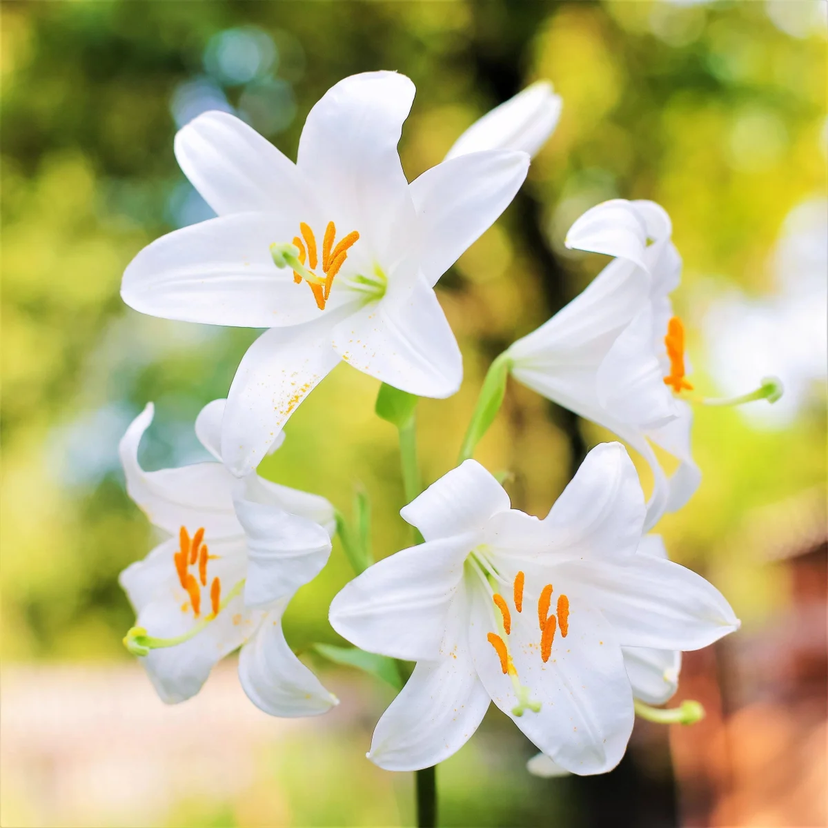 State Flower: Madonna lily
