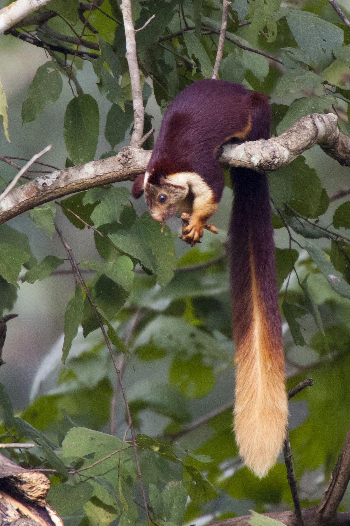 State Animal: Indian Giant Squirrel