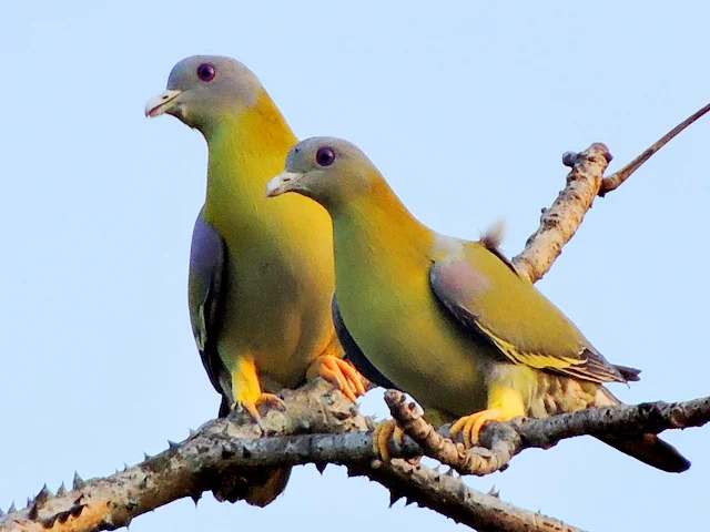 State Bird: Yellow-footed Green Pigeon 